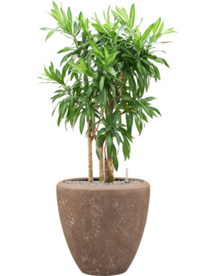 Pleomele reflexa 'Song of Jamaica' en Baq Polystone Plain