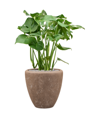 Monstera deliciosa en Baq Polystone Plain