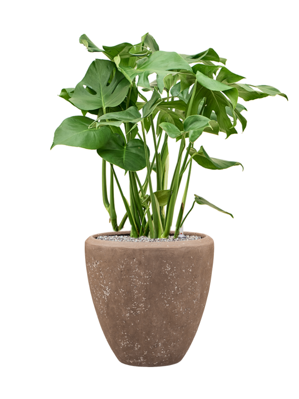 Monstera deliciosa en Baq Polystone Plain
