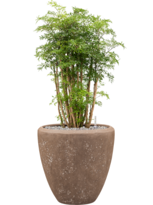 Aralia (Polyscias) 'Ming' en Baq Polystone Plain