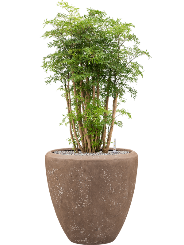Aralia (Polyscias) 'Ming' en Baq Polystone Plain