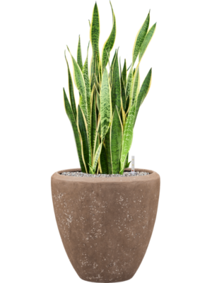 Sansevieria trifasciata 'Laurentii' en Baq Polystone Plain