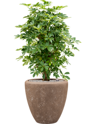 Schefflera arboricola 'Compacta' en Baq Polystone Plain