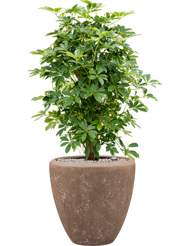Schefflera arboricola 'Compacta' en Baq Polystone Plain