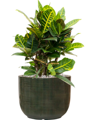Croton (Codiaeum) variegatum 'Petra' en Plain Striped
