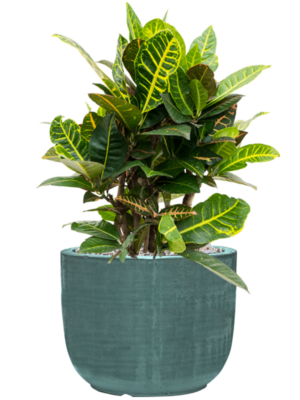Croton (Codiaeum) variegatum 'Petra' en Plain Striped