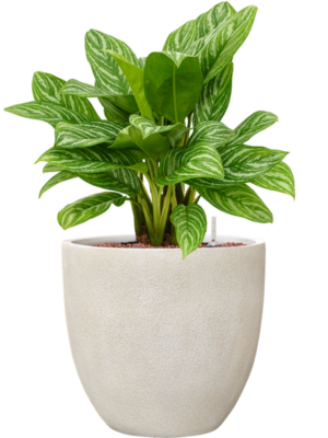 Aglaonema 'Stripes' en Antwerp