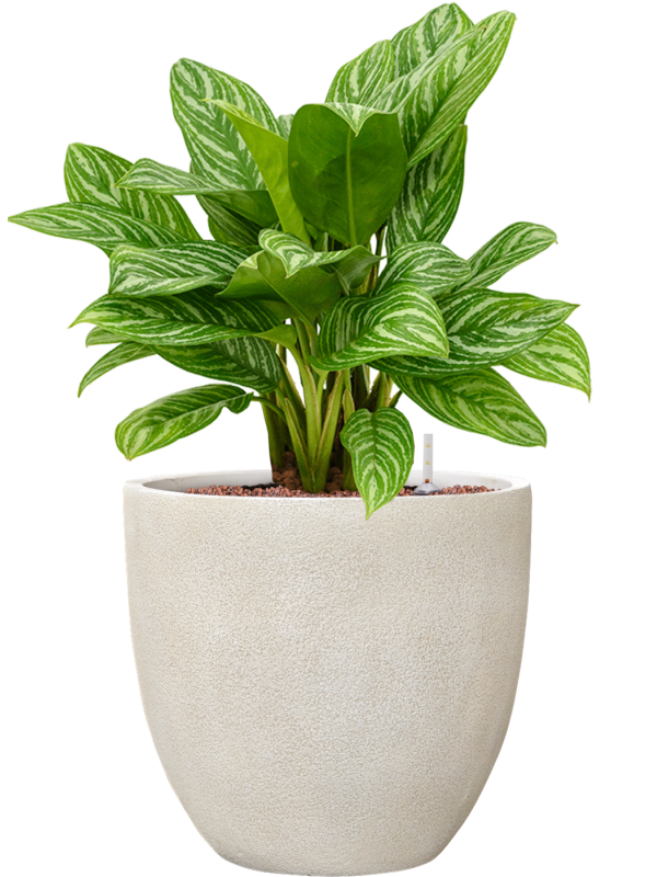 Aglaonema 'Stripes' en Antwerp, Private label