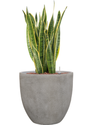 Sansevieria trifasciata 'Laurentii' en Antwerp