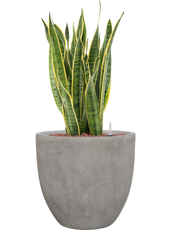 Sansevieria trifasciata 'Laurentii' en Antwerp, Private label