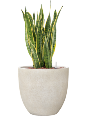 Sansevieria trifasciata 'Laurentii' en Antwerp