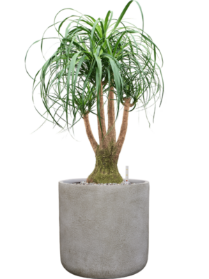 Beaucarnea recurvata en Antwerp