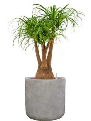 Beaucarnea recurvata en Antwerp