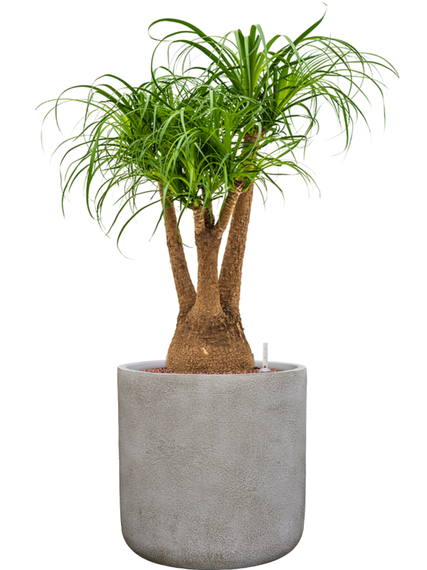 Beaucarnea recurvata en Antwerp, Private label