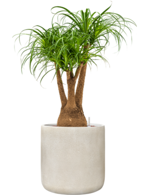 Beaucarnea recurvata en Antwerp