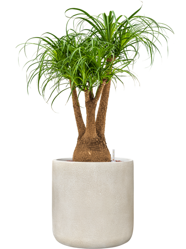 Beaucarnea recurvata en Antwerp, Private label