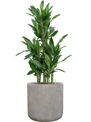 Dracaena fragrans 'Burundii' en Antwerp