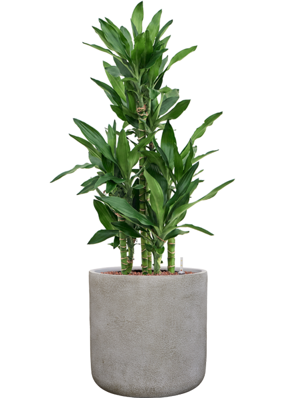 Dracaena fragrans 'Burundii' en Antwerp, Private label