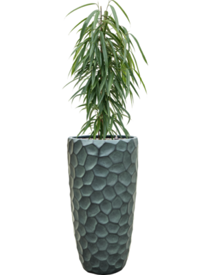 Ficus binnendijkii 'Alii' en Baq Tortuga