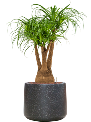 Beaucarnea recurvata en Baq Terrazzo