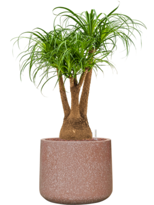 Beaucarnea recurvata en Baq Terrazzo