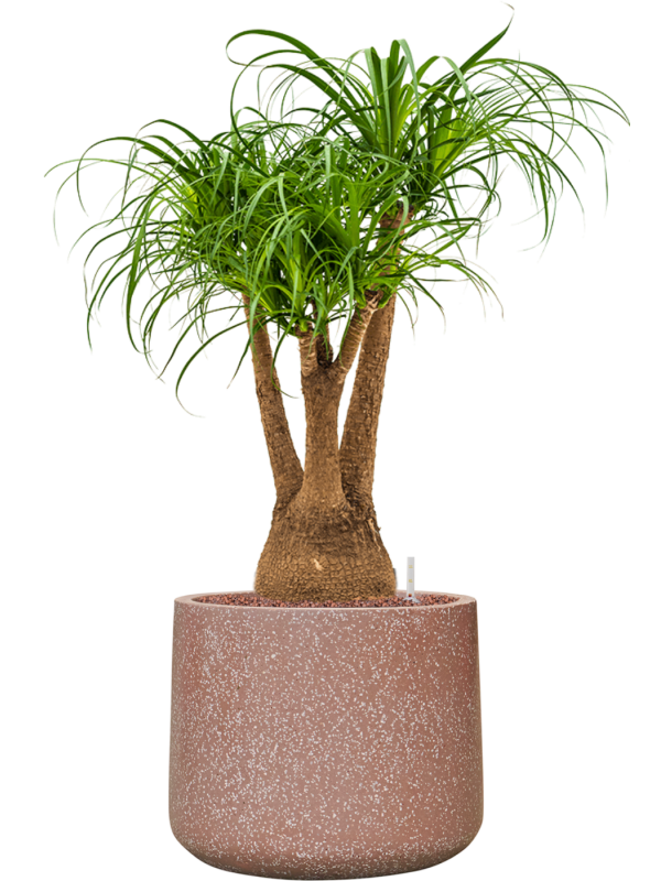 Beaucarnea recurvata en Baq Terrazzo