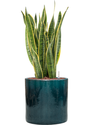 Sansevieria trifasciata 'Laurentii' en Cylinder