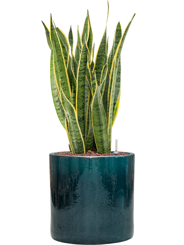 Sansevieria trifasciata 'Laurentii' en Cylinder, Ter Steege