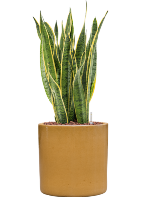 Sansevieria trifasciata 'Laurentii' en Cylinder