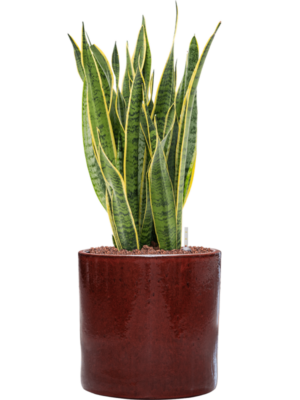 Sansevieria trifasciata 'Laurentii' en Cylinder