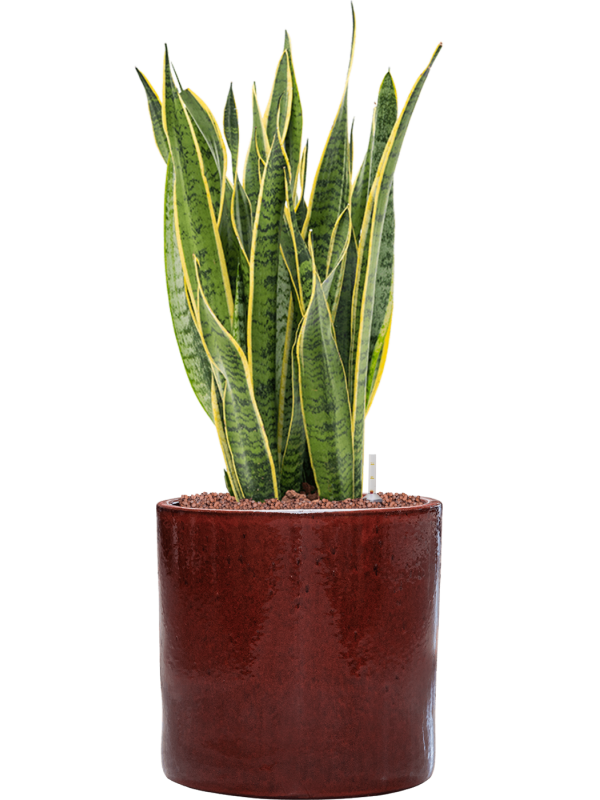 Sansevieria trifasciata 'Laurentii' en Cylinder, Ter Steege