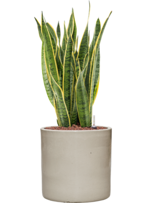 Sansevieria trifasciata 'Laurentii' en Cylinder