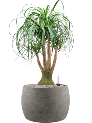 Beaucarnea recurvata en Grigio