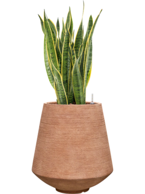 Sansevieria trifasciata 'Laurentii' en Colorado