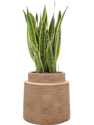 Sansevieria trifasciata 'Laurentii' en Colorado