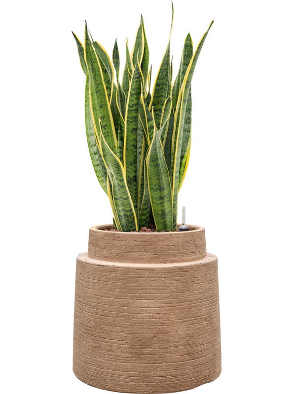 Sansevieria trifasciata 'Laurentii' en Colorado, Private label