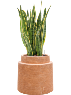Sansevieria trifasciata 'Laurentii' en Colorado