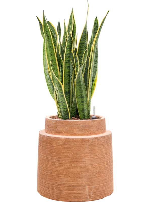 Sansevieria trifasciata 'Laurentii' en Colorado, Private label