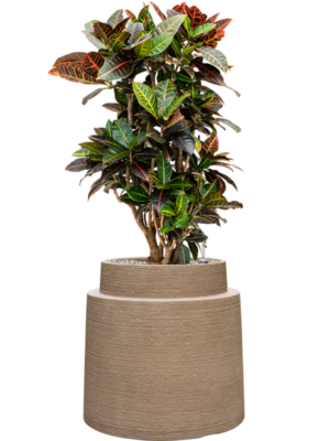 Croton (Codiaeum) variegatum 'Petra' en Colorado