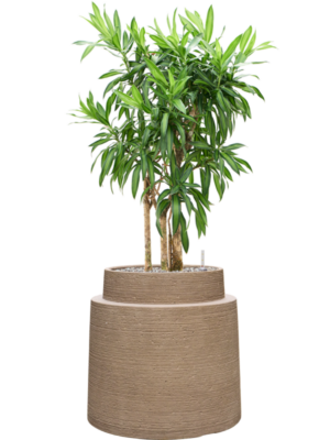 Pleomele (Dracaena) reflexa 'Song of Jamaica' en Colorado