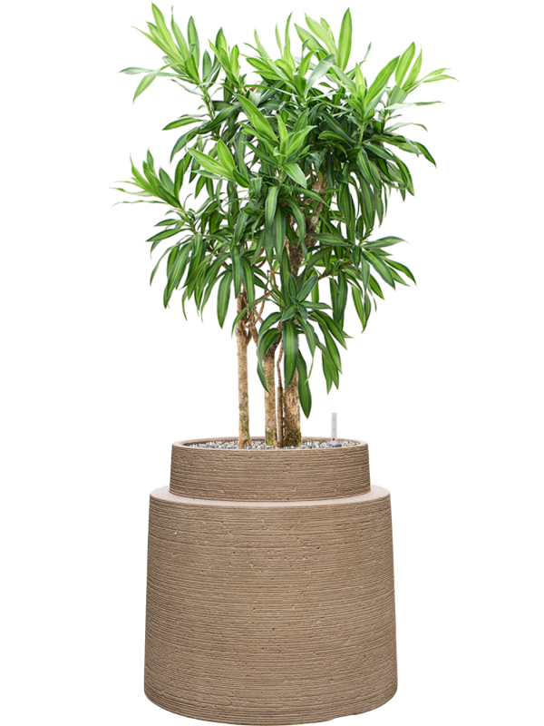 Pleomele (Dracaena) reflexa 'Song of Jamaica' en Colorado, Private label
