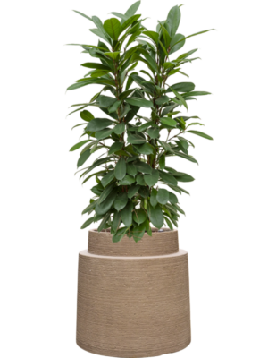 Ficus cyathistipula en Colorado