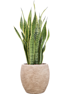 Sansevieria trifasciata 'Laurentii' en Coast Mountains