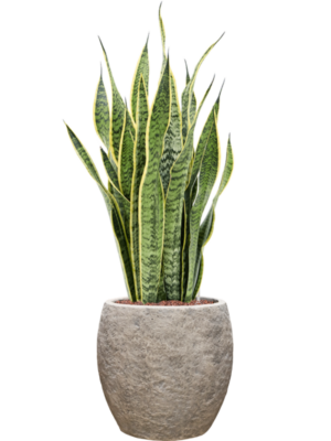 Sansevieria trifasciata 'Laurentii' en Coast Mountains