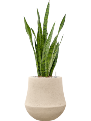 Sansevieria zeylanica en Baq Polystone Coated Plain