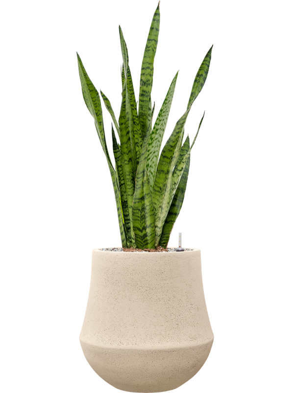 Sansevieria zeylanica en Baq Polystone Coated Plain