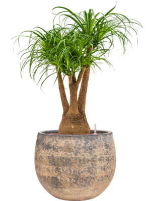 Beaucarnea recurvata en Baq Atlas