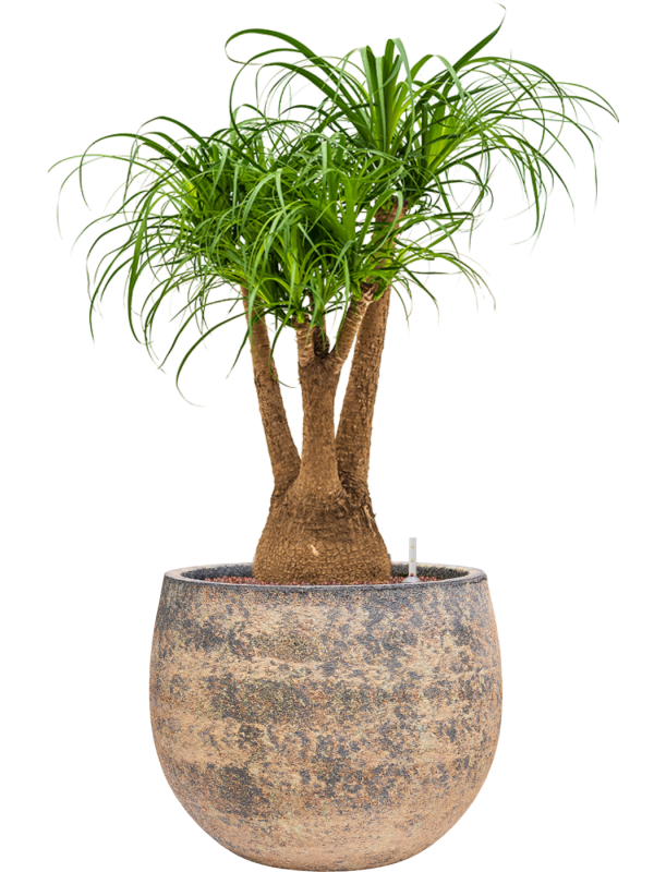 Beaucarnea recurvata en Baq Atlas
