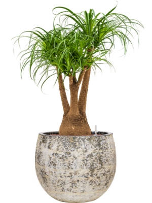 Beaucarnea recurvata en Baq Atlas