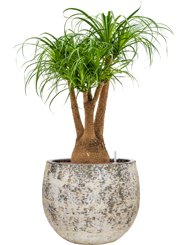 Beaucarnea recurvata en Baq Atlas